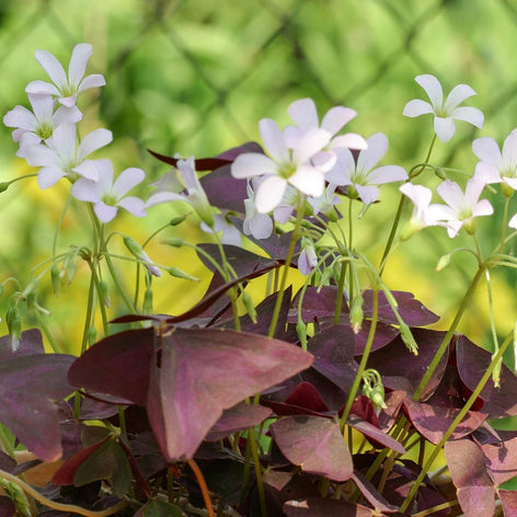 Oxalis (Shamrock)