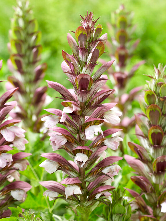 Acanthus hungaricus White Lips