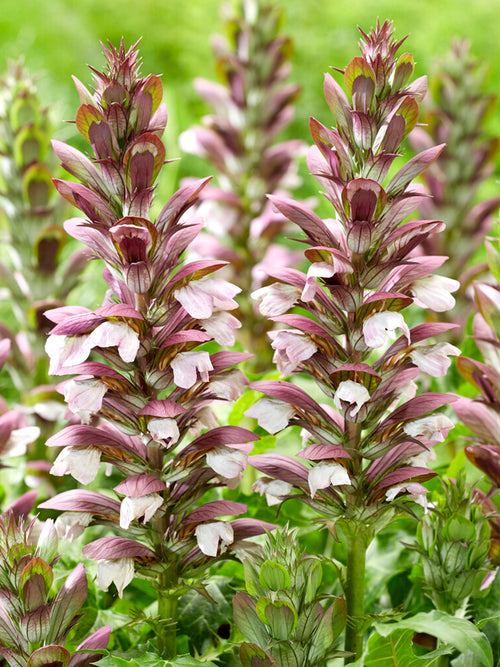 Acanthus hungaricus White Lips