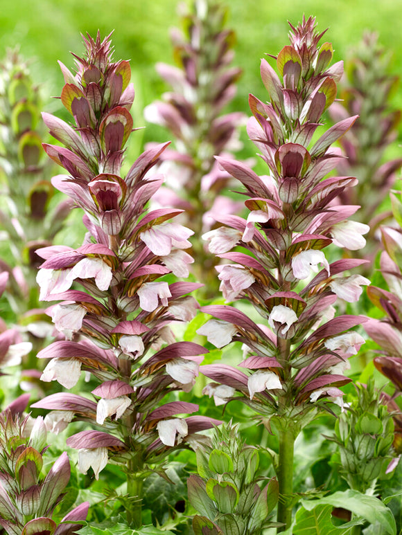 Acanthus hungaricus White Lips