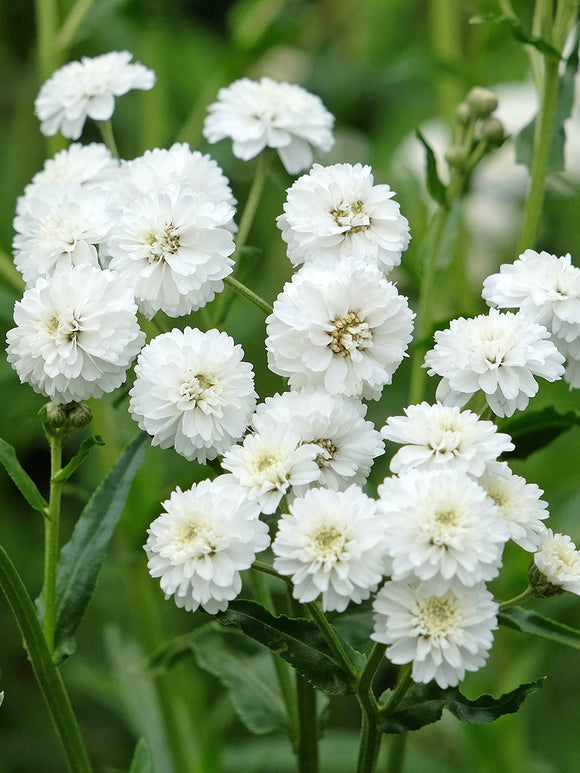 Achillea ptarmica Diadem White Yarrow