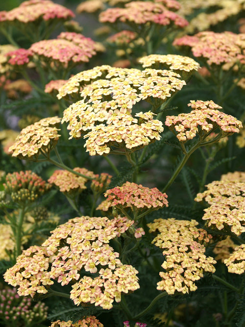 Achillea Peachy Seduction - Order Yarrow with Dutch Grown