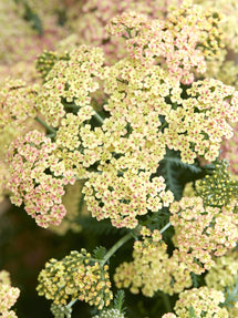 Achillea Peachy Seduction