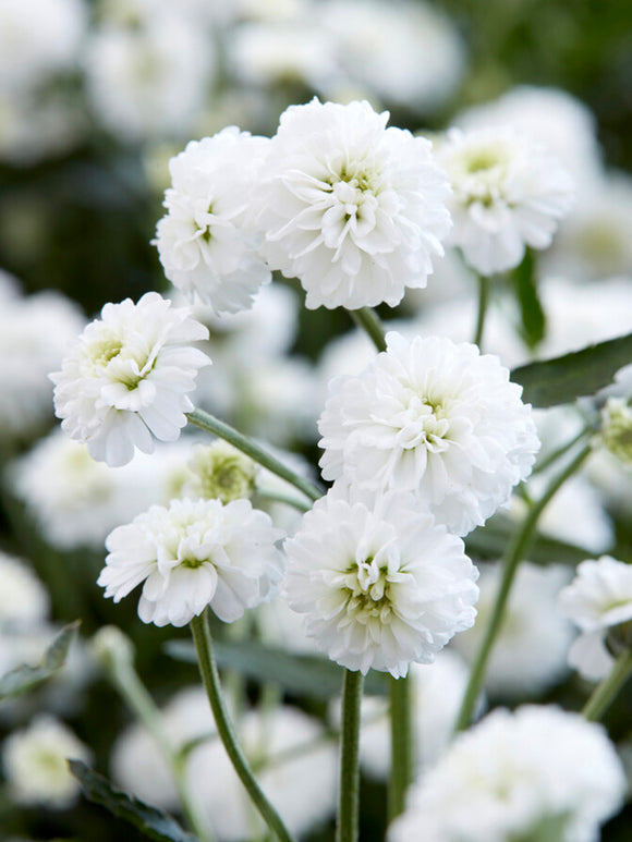 Achillea ptarmica Diadem