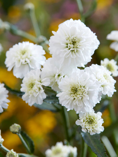 Achillea ptarmica Diadem