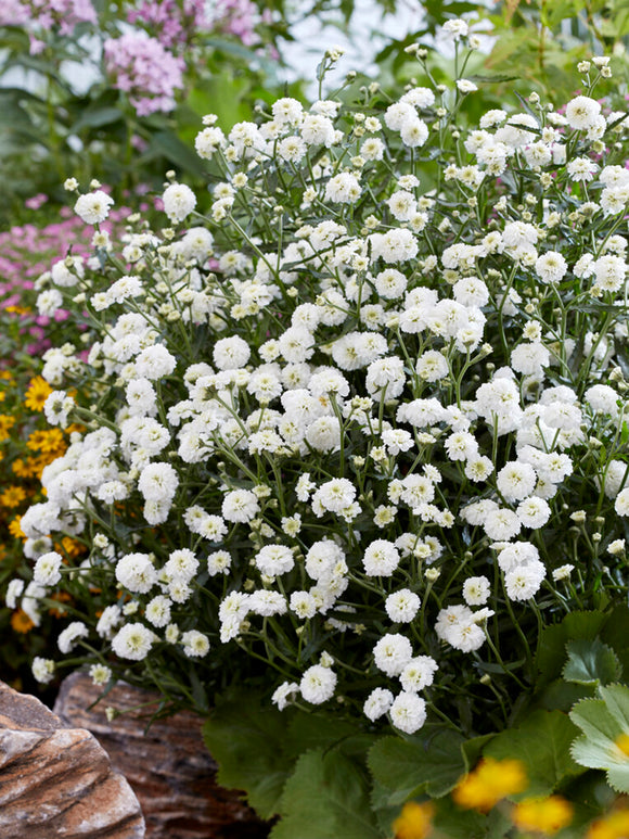 Achillea ptarmica Diadem