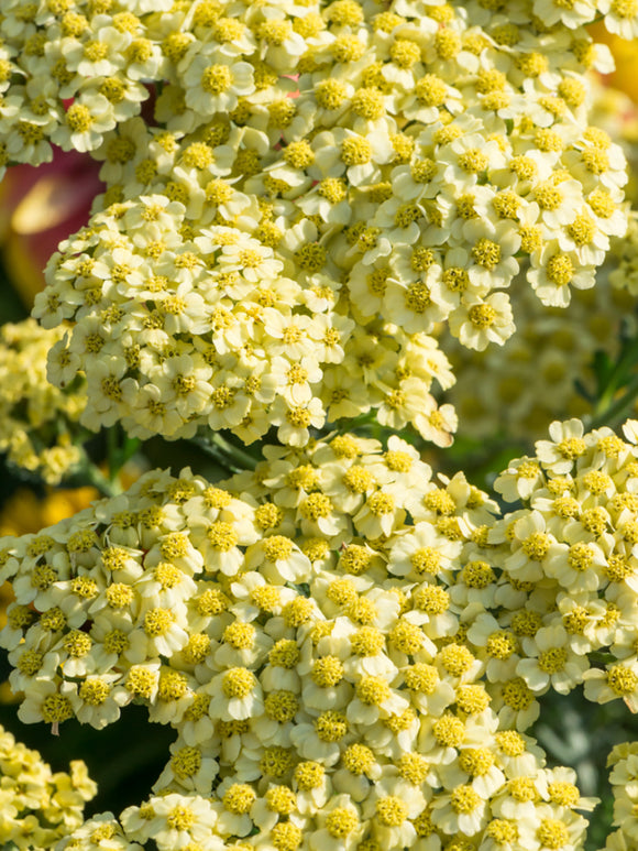 Achillea Rainbow Creme de la Creme