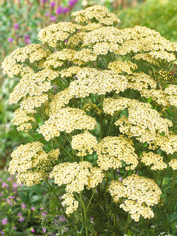 Achillea Creme de la Creme