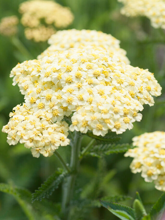 Achillea Creme de la Creme