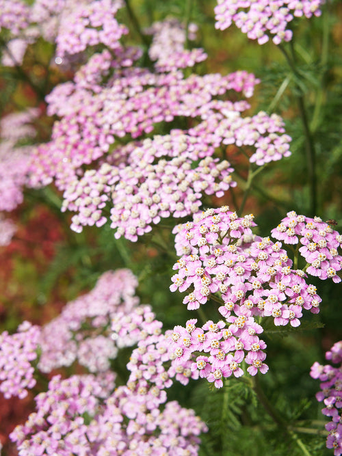 Achillea Rainbow Ending Blue Yarrow