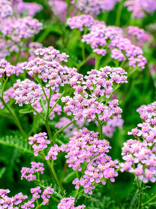 Achillea Rainbow Ending Blue Yarrow