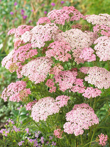 Achillea Ending Blue