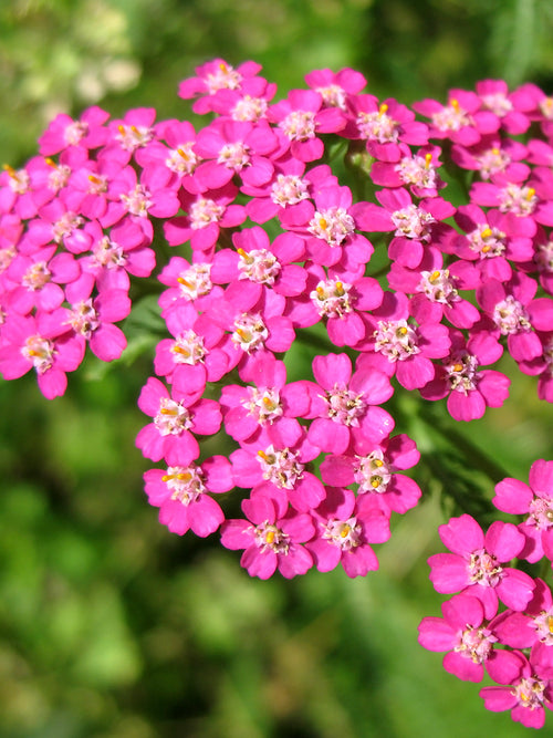 Achillea Rainbow Lightning Pink Yarrow