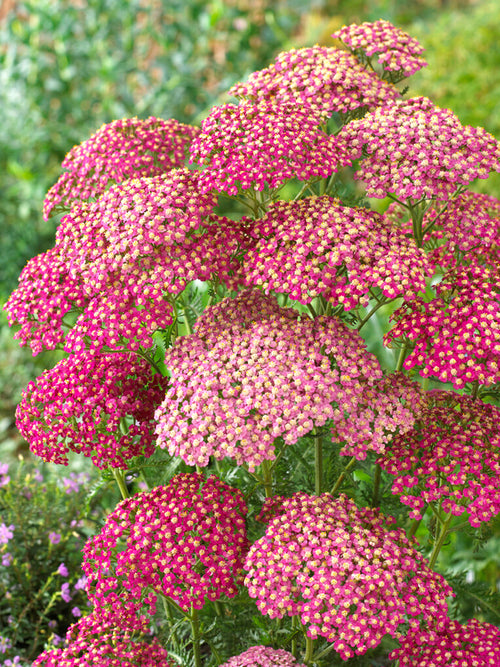 Achillea Lightning Pink