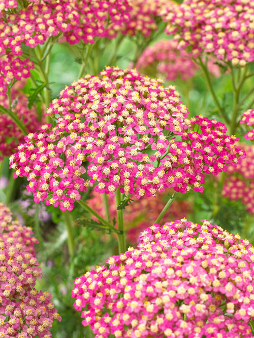 Achillea Lightning Pink