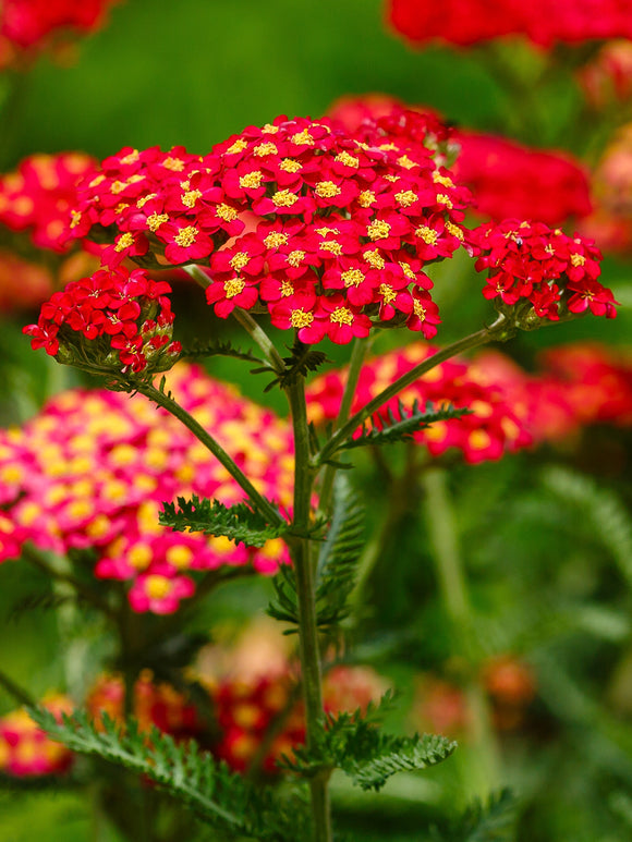 Achillea Rainbow Sparkling Contrast Yarrow