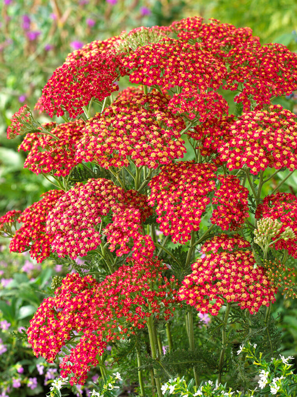 Achillea Sparkling Contrast