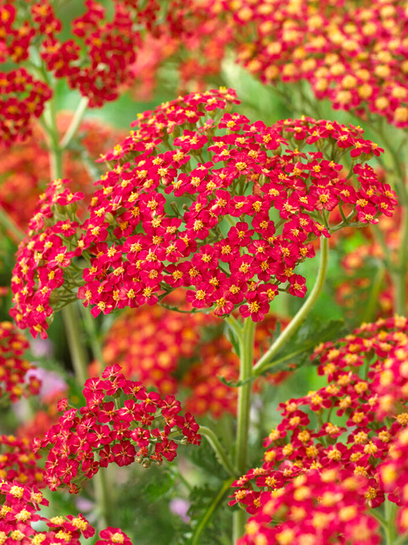 Achillea Sparkling Contrast