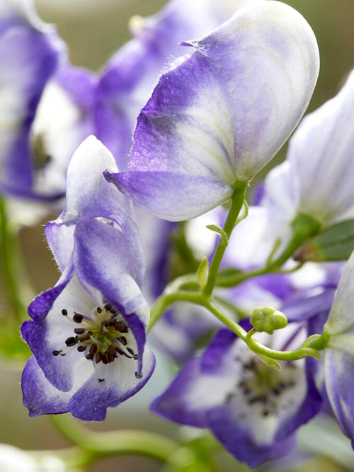 Aconitum cammarum Bicolor monkshood