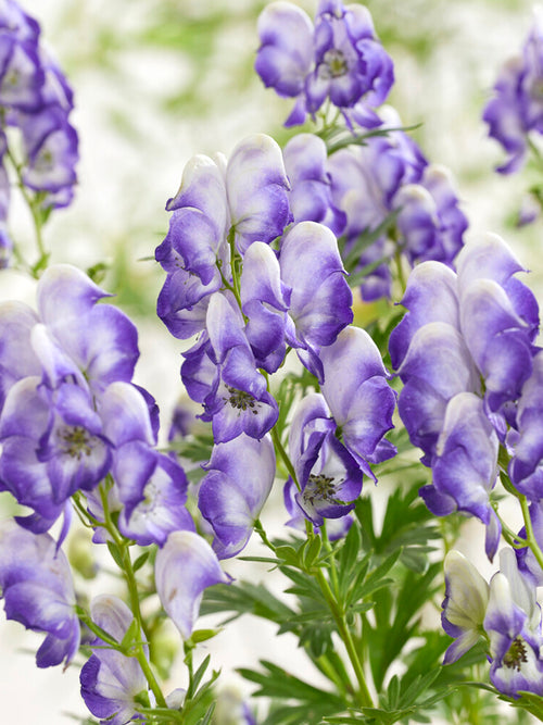 Aconitum cammarum Bicolor monkshood