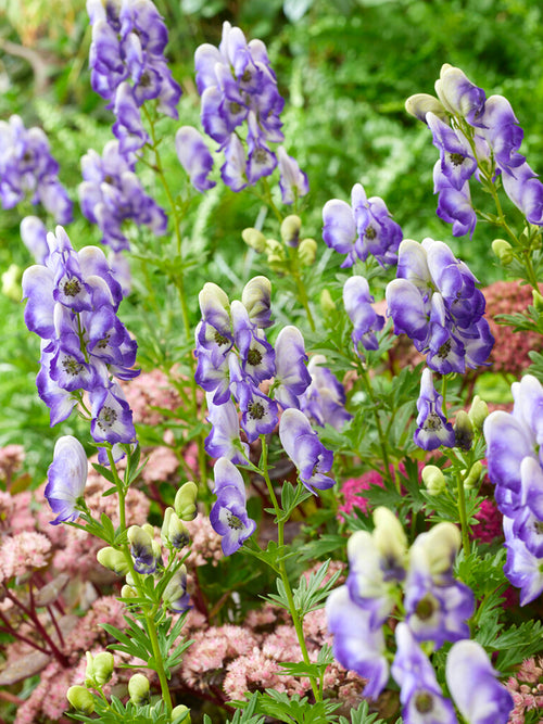 Aconitum cammarum Bicolor monkshood