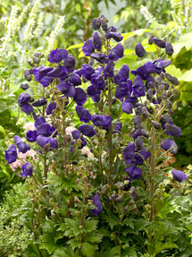 Aconitum Royal Flush (Monkshood)