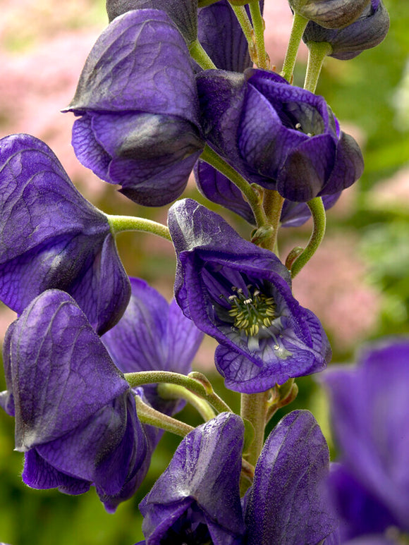 Aconitum Royal Flush (Monkshood)