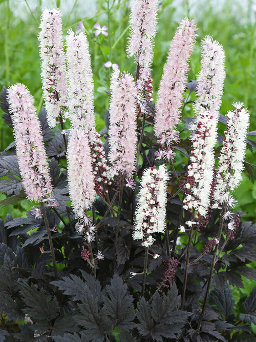 Actaea simplex Chocoholic