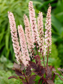 Actaea simplex Pink Spike (Baneberry)