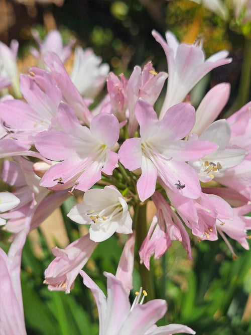 Agapanthus 'Blush Pink', commonly known as the African Lily