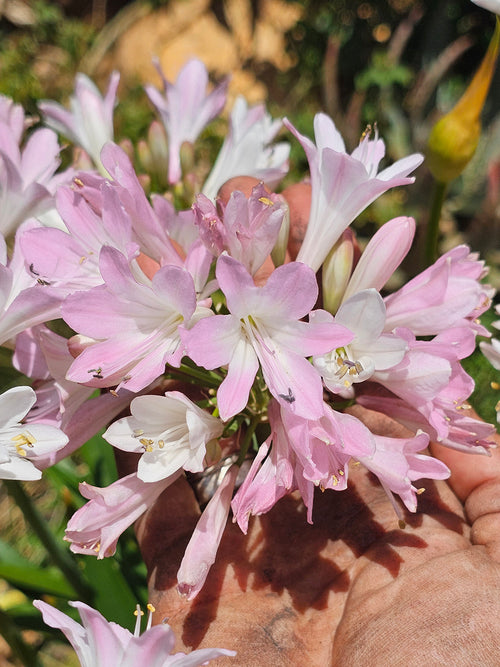 Agapanthus 'Blush Pink', commonly known as the African Lily