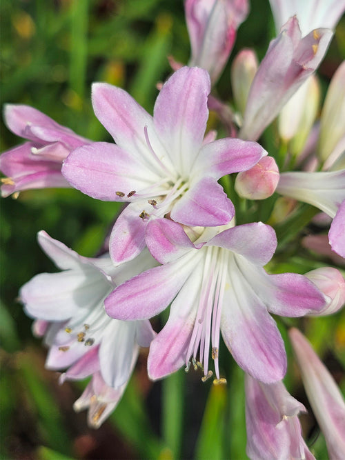 Agapanthus 'Blush Pink', commonly known as the African Lily