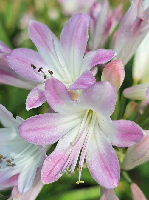 Agapanthus 'Blush Pink', commonly known as the African Lily