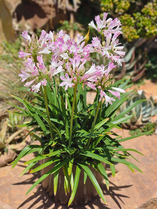 Agapanthus 'Blush Pink', commonly known as the African Lily