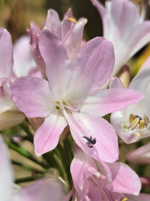 Agapanthus 'Blush Pink', commonly known as the African Lily