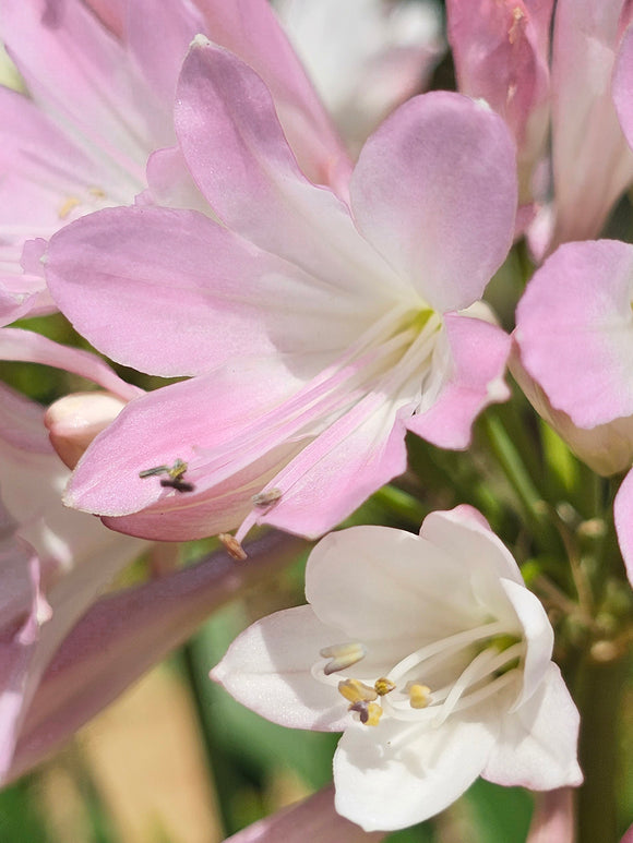 Agapanthus 'Blush Pink', commonly known as the African Lily