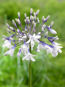 Agapanthus Twister