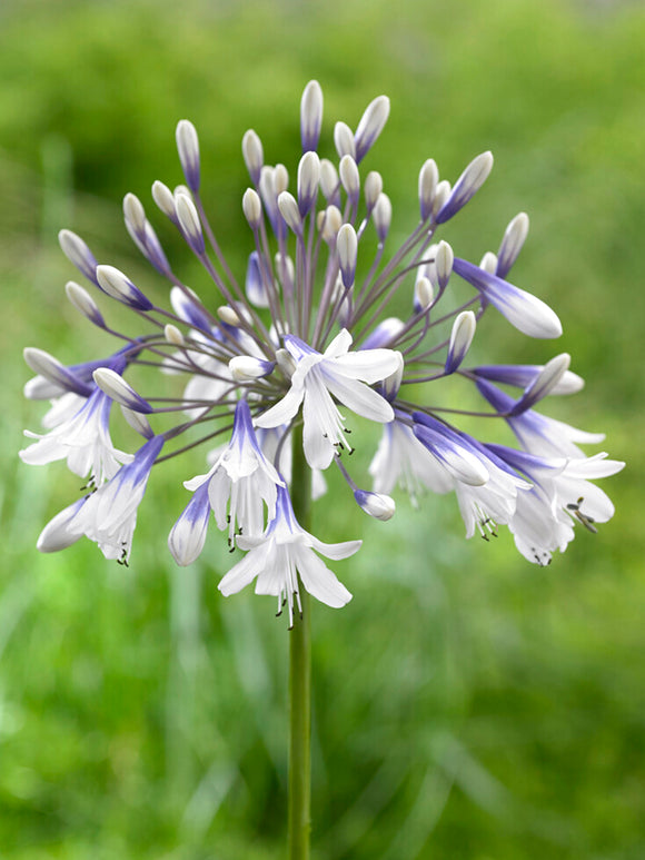 Agapanthus 'Twister,' commonly known as the Lily of the Nile