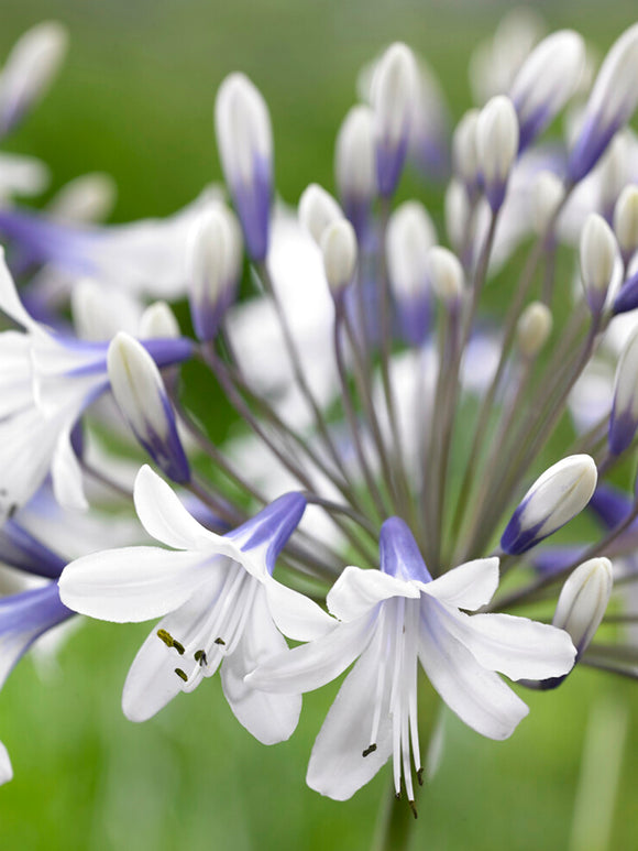 Agapanthus 'Twister,' commonly known as the Lily of the Nile