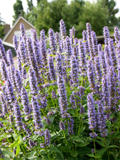 Agastache Blue Fortune (Anise Hyssop)