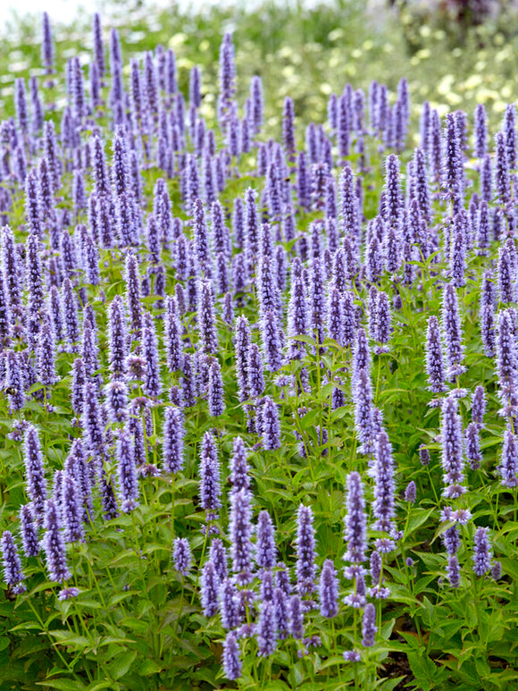 Agastache Blue Fortune (Anise Hyssop)