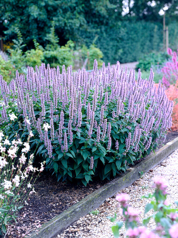 Agastache Blue Fortune (Anise Hyssop)