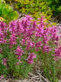 Agastache Rosie Posie (Anise Hyssop)