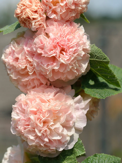 Hollyhock Chater's Double Apricot