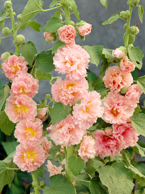 Hollyhock Chater's Double Apricot