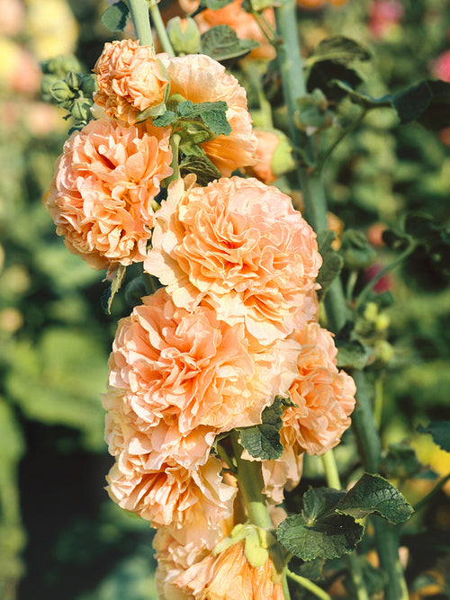 Hollyhock Chater's Double Apricot