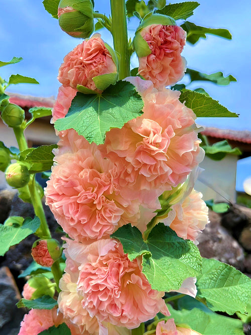 Hollyhock Chater's Double Apricot