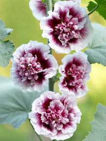 Hollyhock Creme de Cassis