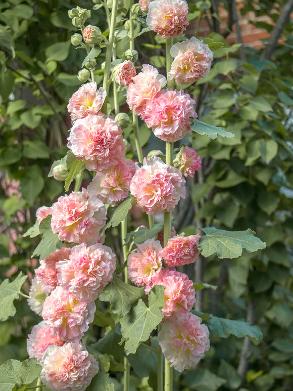 Hollyhock Majorette Double Pink