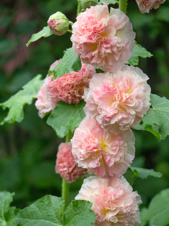 Hollyhock Majorette Double Pink